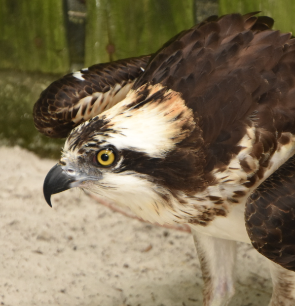 An Osprey
